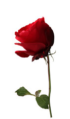 Obraz premium Red rose on isolated background