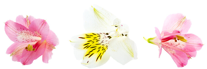Alstroemeria flower head closeup isolated on white background
