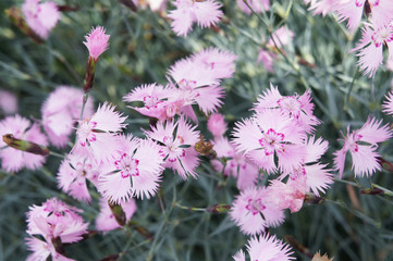 Pink little carnation flowers in green