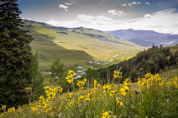 Wild Colorado River