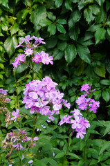 Pink phlox flowers in garden