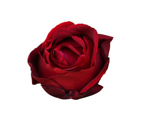 Red rose on isolated background