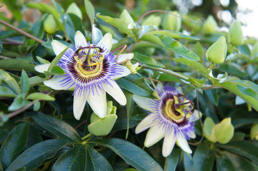 Two passiflora white and blue flower with green