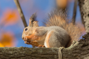 Naklejka na ściany i meble squirrel on a tree branch