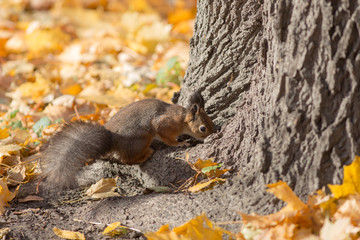 Naklejka na ściany i meble squirrel under a tree