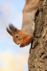 squirrel on a tree