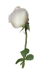 White rose on isolated background