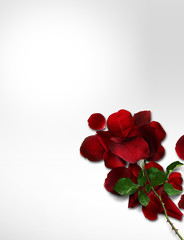Roses and rose petals concept on isolated background