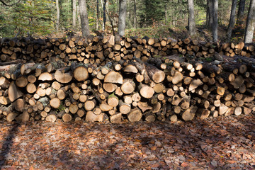 Logs of wood stacked