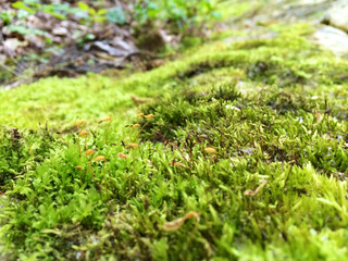 Green Luscious Moss In The Spring