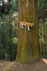 Obraz premium Divine Tree (A yorishiro in Shinto terminology is an object capa