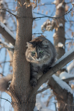 Информация о снятии котов с деревьев