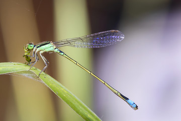 Dragon fly with feed preying