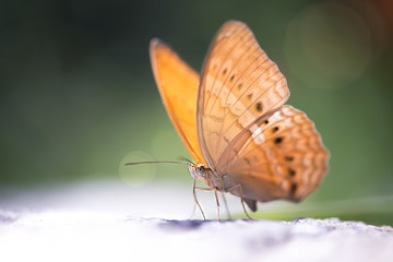 Red butterfly (Tawny Rajah, Charaxes bernardus) on road in soft focus