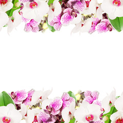 Beautiful floral background of white and purple orchids 