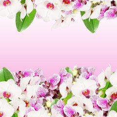 Beautiful floral background of white and purple orchids 