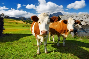 Cows in Seiser Alm, the largest high altitude Alpine meadow in Europe, stunning rocky mountains on the background