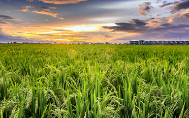 Very vast, broad, extensive, spacious rice field, streched into the horizon. And also hut in the middle of rice field.  and beautiful cloud yellow sky. This photo captured at sunset