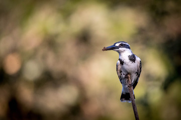 Pied Kingfisher, 