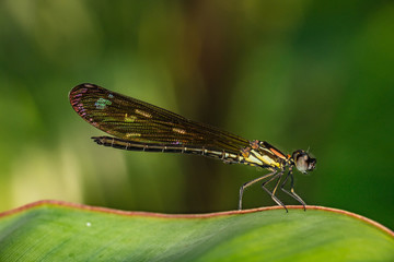 Beautiful and colorful damselfly perching and resting in leaf