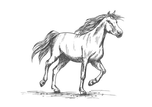 Horse sketch with running racehorse
