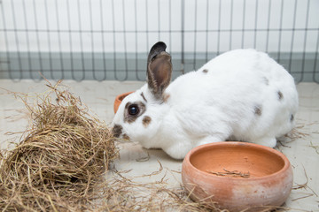 Fototapeta premium Rabbit eatting pangola grass on ground feeding