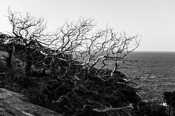 The natural landscape of the island of Crete. Dry branches. Black and white.