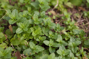 mint plant at vegetable garden