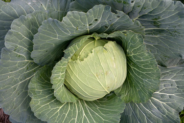 Obraz premium cabbage in the garden, Top view