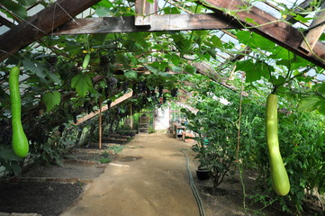 Greenhouse interior with zucchini and grapes