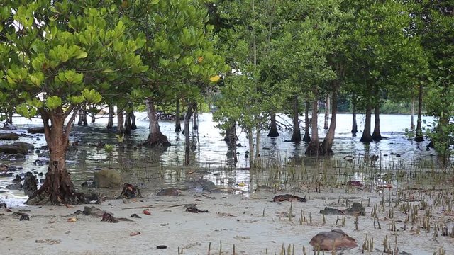 Mangrove and beach in Thailand