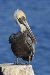 Brown Pelican perched on a dock piling - Florida