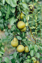 Organic pear hanging from tree. Curved Pear Hanging on a Tree.