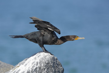 Double-crested Cormorant preparing to take flight - Florida