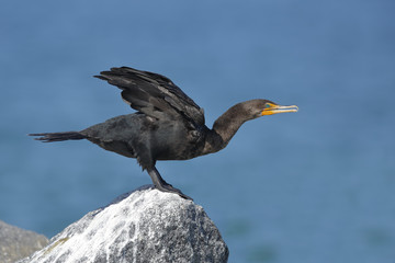 Double-crested Cormorant preparing to take flight - Florida