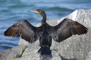 Double-crested Cormorant spreading its wings to dry - Florida