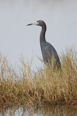 Little Blue Heron stalking its prey in a marsh - Florida