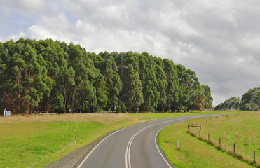 The road with trees