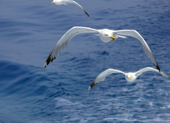 Seagulls soaring over the blue ocean surface