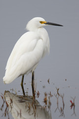 Snowy Egret wading in a shallow marsh - Florida