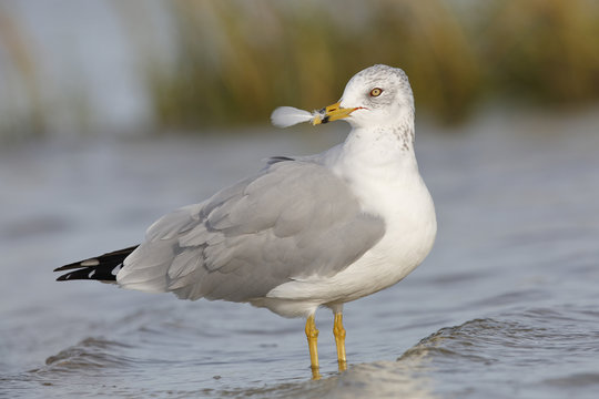 Ring-billed Gull holding a feather in its beak - Florida
