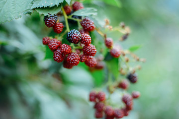 Blackberries on a branch in the garden.  Ripe red, black and pur