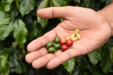 Fresh coffee bean on hand