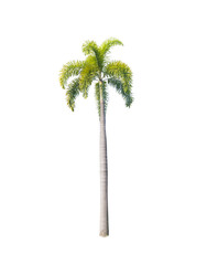 Asian trees isolate on white backgrond
