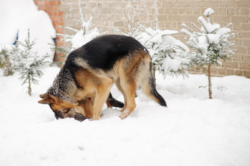 German Shepherds in the snow
