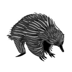 Australian animal Echidna in doodle style. Vector illustration.