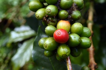 Coffee beans ripening on a tree.