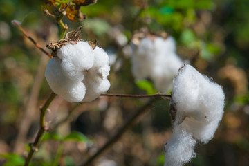 Cotton crop landscape with copy space area.Cotton fields ready for harvesting in Oakey