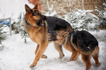 German Shepherds in the snow