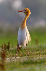 Western Cattle or Eastern Cattle Egret